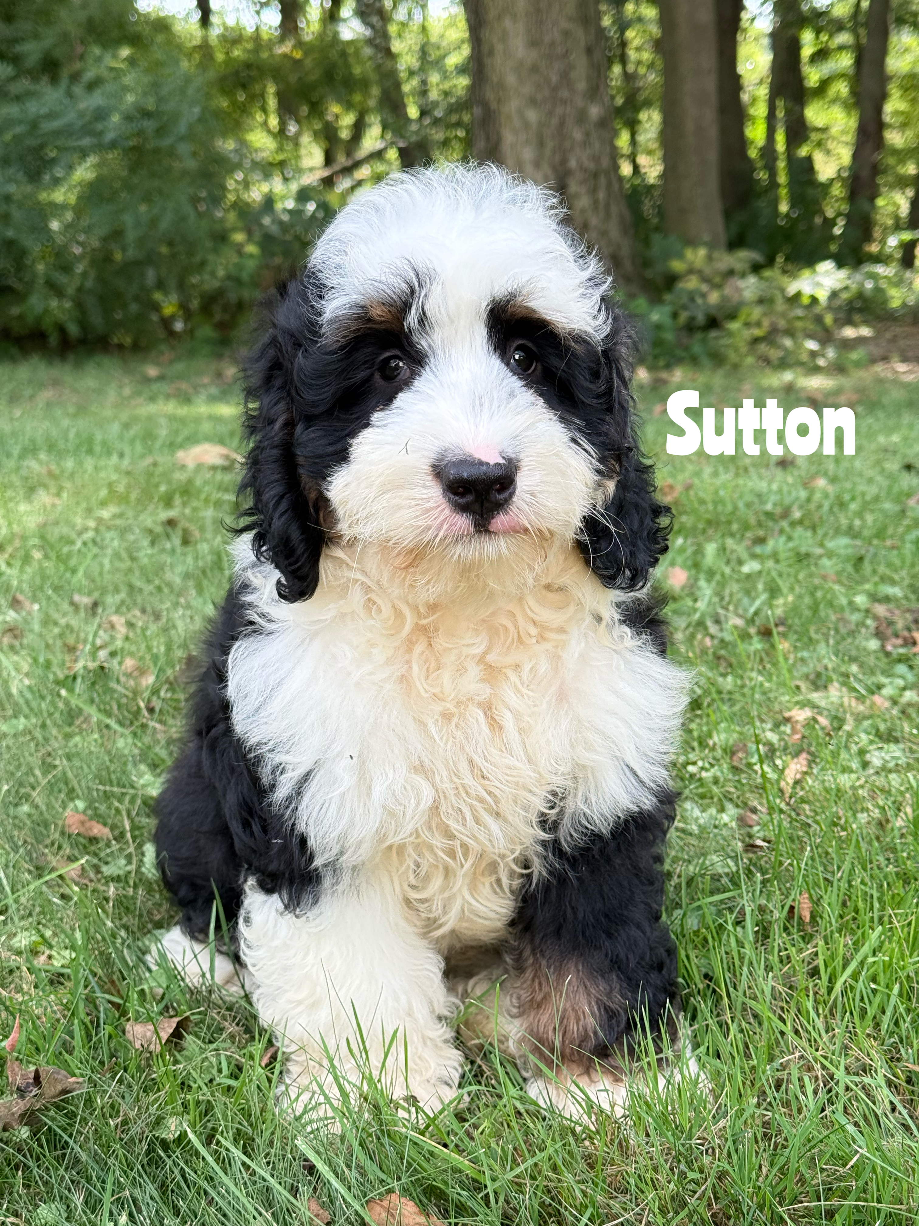 Sutton 1